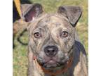 Adopt Tootsie Roll a Brindle - with White Bull Terrier / American Staffordshire