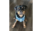 Adopt Aston Martin a Black - with Tan, Yellow or Fawn Rottweiler / Mixed dog in