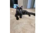 Adopt Oddis a All Black American Shorthair / Mixed (short coat) cat in Rocky