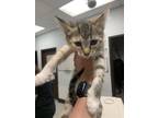 Adopt Ezzy a Orange or Red Domestic Shorthair / Domestic Shorthair / Mixed cat