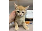 Adopt Sabian a Orange or Red Domestic Shorthair / Domestic Shorthair / Mixed cat