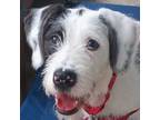 Adopt Gambit a White Terrier (Unknown Type, Small) / Mixed dog in Richmond