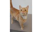 Adopt Theodore a Orange or Red Domestic Shorthair / Mixed Breed (Medium) / Mixed