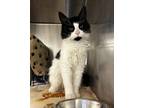 Adopt Luke Skywhiskers a White Domestic Longhair / Domestic Shorthair / Mixed