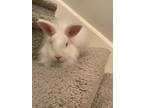 Adopt Dude and Lance a White Satin / Satin / Mixed (short coat) rabbit in