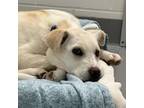 Adopt Apple a White Mixed Breed (Medium) / Mixed dog in Calgary, AB (41346741)