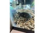Adopt Tittle a Turtle - Other / Turtle - Other / Mixed reptile, amphibian