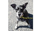 Adopt Effie a Black Schnauzer (Miniature) / Mixed dog in Park Rapids