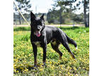 Adopt Max a Black Border Collie / Australian Cattle Dog / Mixed (short coat) dog