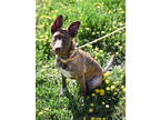 Adopt Teddy a Brown/Chocolate German Shepherd Dog / Mixed Breed (Medium) / Mixed