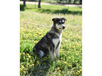 Adopt Willow a Black German Shepherd Dog / Husky / Mixed (short coat) dog in