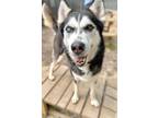 Adopt Galileo a Black Husky / Mixed dog in Voorhees, NJ (41115533)