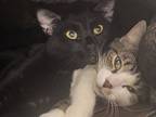 Adopt Sweet Potato - Bonded w/Meatloaf a White Domestic Shorthair / Domestic