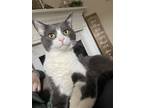 Adopt Bo a Black & White or Tuxedo American Shorthair / Mixed (short coat) cat