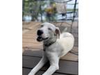 Adopt Lacey a White - with Black Mixed Breed (Medium) / Mixed dog in