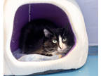Adopt Macy a All Black Domestic Mediumhair / Domestic Shorthair / Mixed cat in