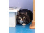 Adopt Hazel a All Black Domestic Mediumhair / Domestic Mediumhair / Mixed cat in