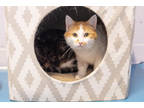 Adopt Crunch a Orange or Red Domestic Shorthair / Domestic Shorthair / Mixed cat