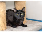 Adopt Scooby a All Black Domestic Shorthair / Domestic Shorthair / Mixed cat in
