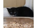 Adopt Wallace a All Black Domestic Shorthair / Domestic Shorthair / Mixed cat in