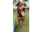 Adopt Max a Brown/Chocolate Mixed Breed (Large) / Mixed dog in Sanford