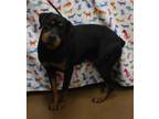 Adopt Peach a Black Rottweiler / Mixed dog in Gainesville, GA (41450892)