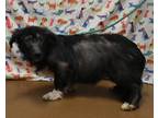 Adopt Scooter a Black Welsh Terrier / Mixed Breed (Medium) / Mixed (medium coat)