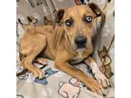 Adopt Lassie a Brown/Chocolate Mixed Breed (Small) / Mixed dog in Alpine