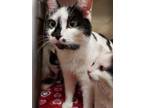 Adopt Mosaic a White Domestic Shorthair / Domestic Shorthair / Mixed cat in