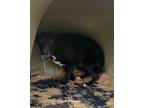 Adopt Shadow a Beagle, Bull Terrier