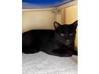 Adopt 24-0585 Onyx a All Black Domestic Shorthair / Domestic Shorthair / Mixed