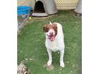 Adopt Red a Beagle, Bull Terrier