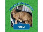 Adopt Qibli a Orange or Red Domestic Shorthair / Domestic Shorthair / Mixed cat