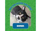 Adopt Shrek a All Black Domestic Shorthair / Domestic Shorthair / Mixed cat in