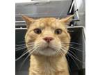 Adopt Anakin a Orange or Red Domestic Shorthair / Domestic Shorthair / Mixed cat