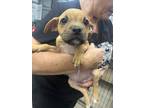 Adopt chopper a Tan/Yellow/Fawn Boxer / Mixed Breed (Medium) / Mixed (short