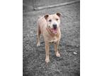 Adopt Tyrus a Tan/Yellow/Fawn American Pit Bull Terrier / Mixed Breed (Medium) /