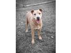 Adopt Tyrus a Tan/Yellow/Fawn American Pit Bull Terrier / Mixed dog in