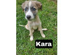 Adopt Karacita a Tan/Yellow/Fawn Mixed Breed (Medium) / Mixed dog in Medfield
