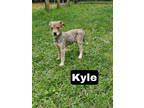 Adopt Kyle a Brown/Chocolate Mixed Breed (Medium) / Mixed Breed (Medium) / Mixed