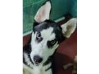Adopt Chanel a Siberian Husky / Mixed dog in Matawan, NJ (40660190)