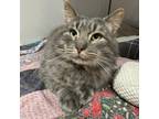 Adopt Vish a Domestic Medium Hair