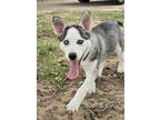 Adopt Sky a Siberian Husky / Mixed dog in Matawan, NJ (41450945)