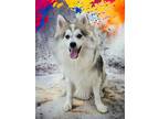 Adopt Ace a Siberian Husky / Pomeranian / Mixed dog in Matawan, NJ (41450944)