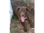 Adopt Hunter a Brown/Chocolate Labrador Retriever / Mixed dog in Eastman