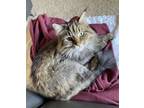 Adopt Irem a Gray or Blue Maine Coon / Mixed (long coat) cat in Rancho