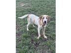 Adopt Lila a Tan/Yellow/Fawn - with White Spaniel (Unknown Type) / Mixed dog in