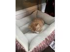 Adopt Bubbles a Orange or Red Tabby Tabby / Mixed (short coat) cat in New