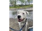 Adopt Doodle a White American Pit Bull Terrier / Mixed Breed (Medium) / Mixed