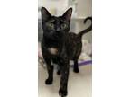Adopt Sophie a All Black Domestic Shorthair / Mixed Breed (Medium) / Mixed